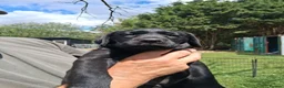 Labrador Retriever dogs for sale: Beautiful litter of puppies for sale - Advert 3