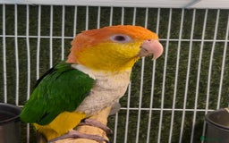 Parrots birds for sale: Male and female caiques  - Image 2