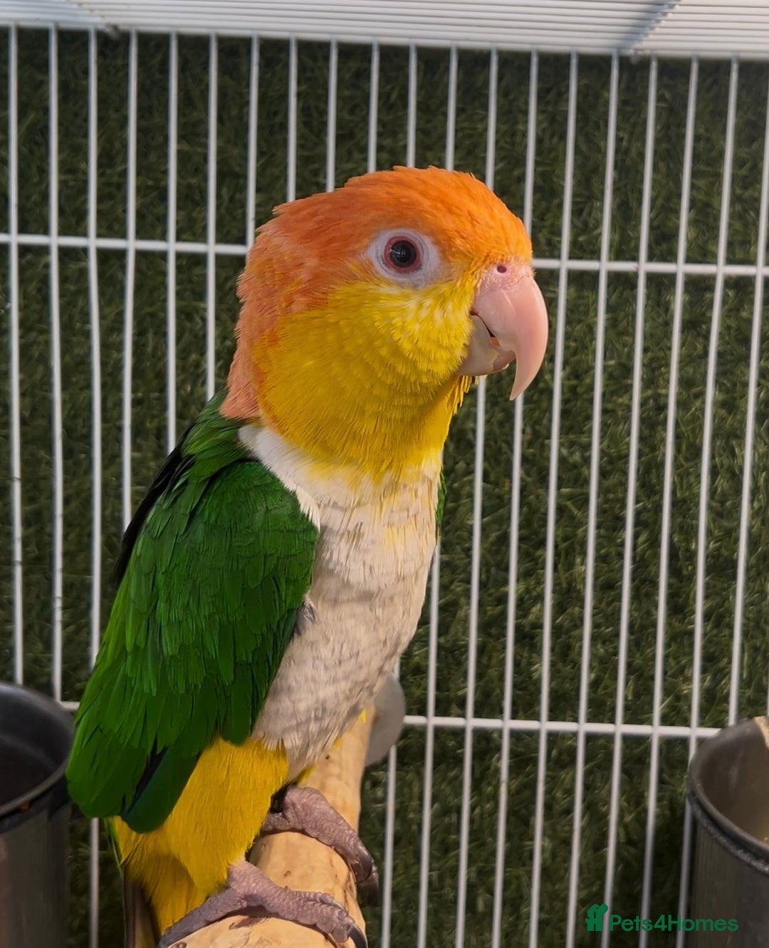 Parrots birds for sale: Male and female caiques  - Image 2