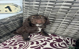 Cocker Spaniel dogs for sale: Chocolate boy 10 weeks old £900 - Image 2