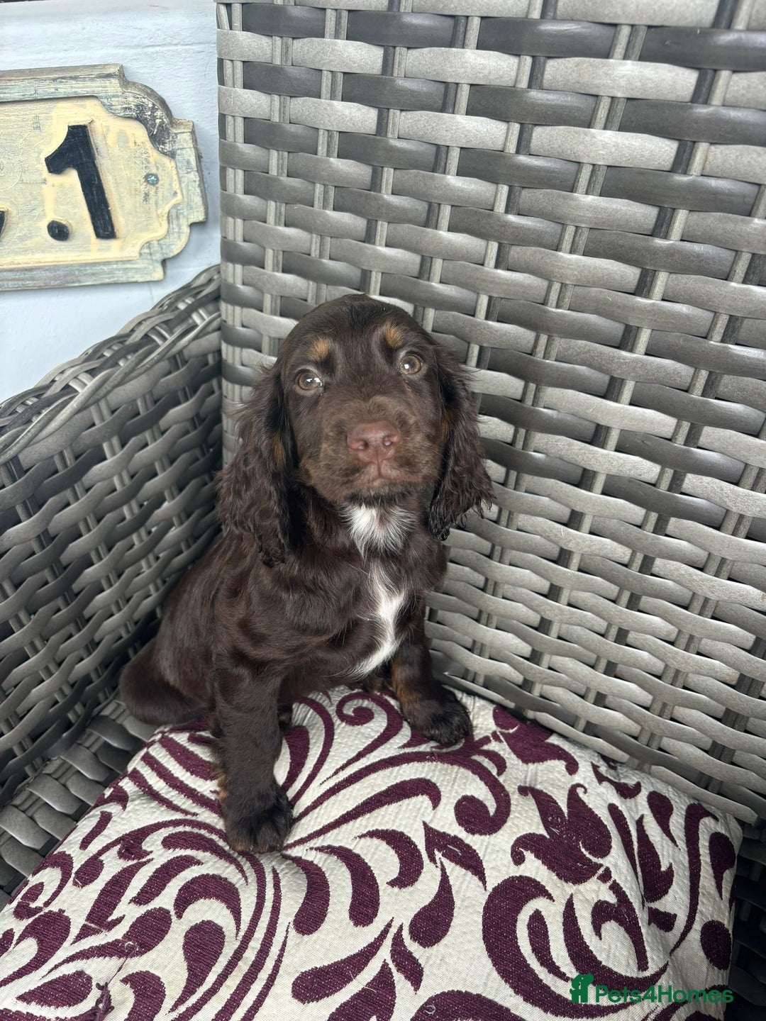 Cocker Spaniel dogs for sale: Chocolate boy 10 weeks old £900 - Image 2