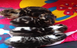 Mixed Breed cats for sale: READY TO LEAVE 4 gorgeous kittens for sale - Image 8