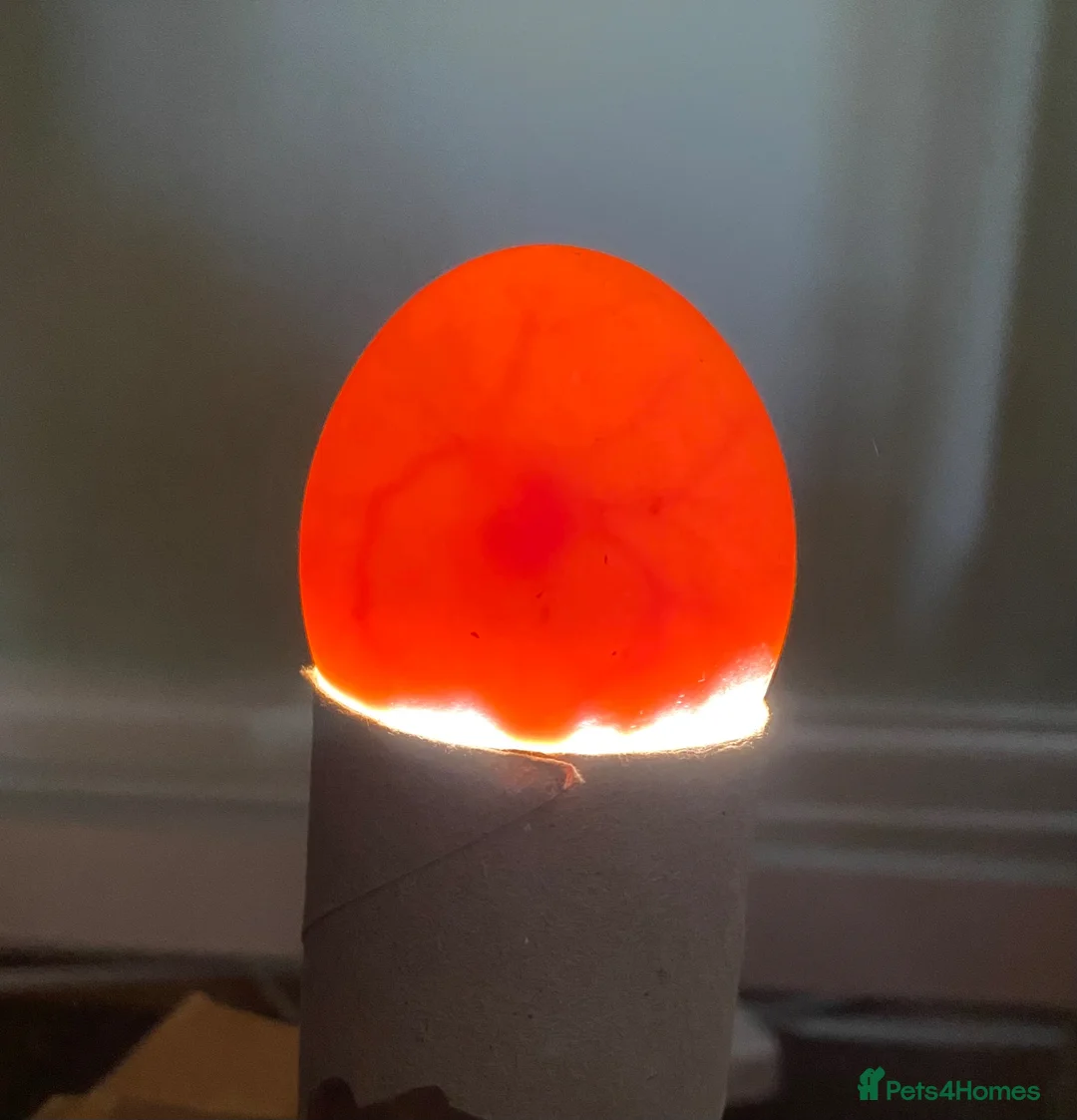 Ducks poultry for sale: Indian Runner Duck Hatching Eggs - Advert 4