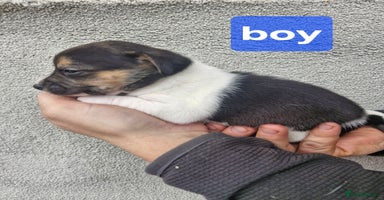 Jack Russell dogs Jack russell puppy's  - Advert 9