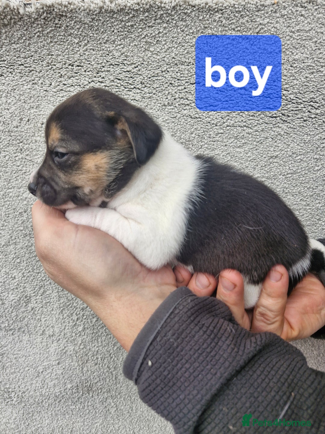 Jack Russell dogs for sale: Jack russell puppy's  - Advert 2