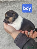 Jack Russell dogs Jack russell puppy's - Advert 9