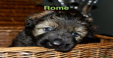 German Shepherd dogs German shepherd puppies  - Advert 4