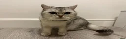 British Shorthair cats for sale: Silver Champion Line British Shorthair - Advert 7
