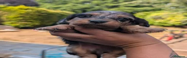 Dachshund 5