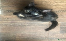 Mixed Breed cats for sale: 2 kittens for new home  - Image 10
