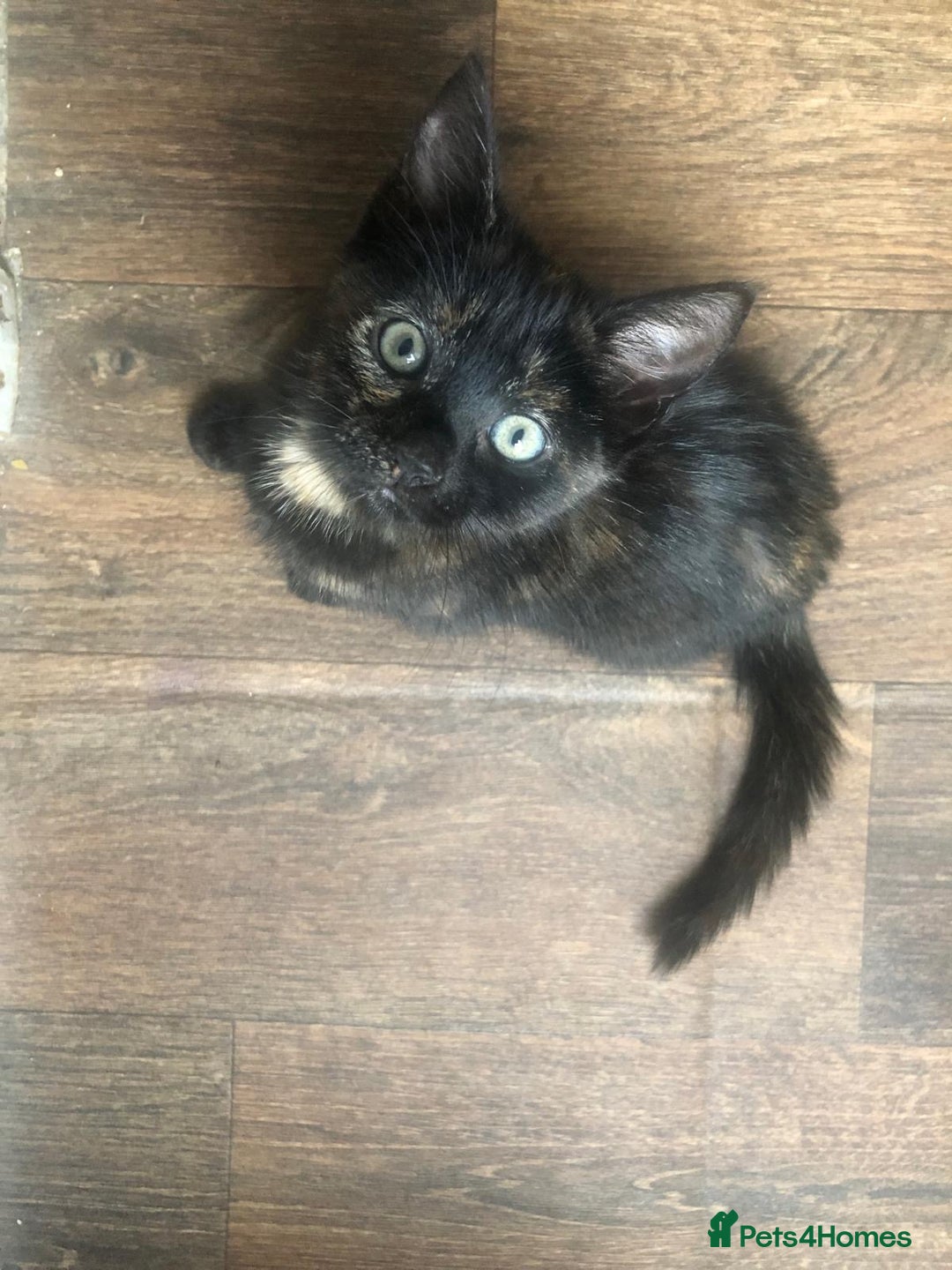 Mixed Breed cats for sale: 2 kittens for new home  - Image 10