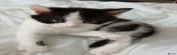Domestic Shorthair cats for sale: Stunning litter of 4 - Advert 20