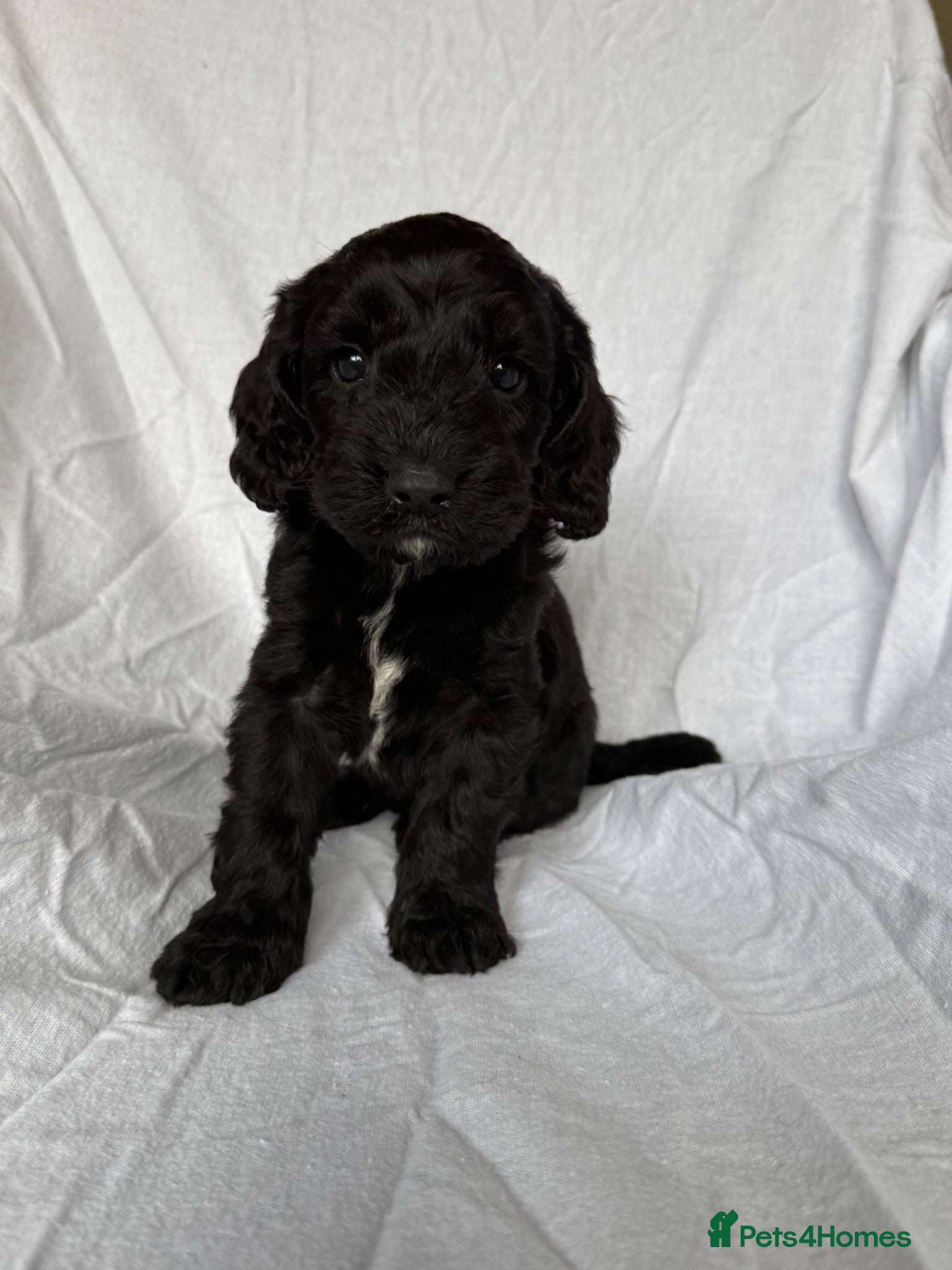 Cockapoo dogs Beautiful Cockapoo Puppies –2  Boys available  - Advert 16
