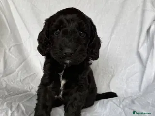 Cockapoo dogs Beautiful Cockapoo Puppies –2 Boys available - Advert 16