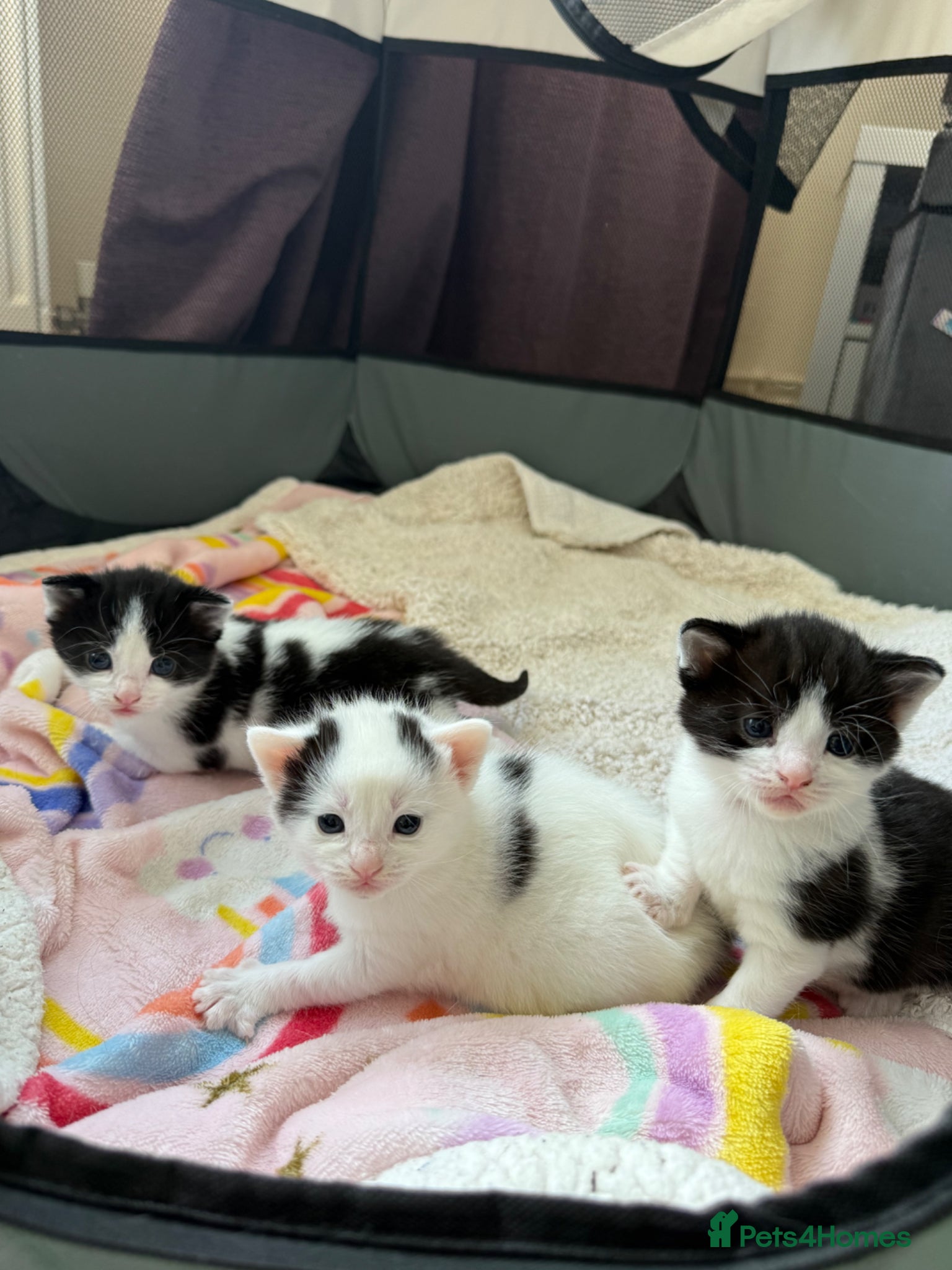 Mixed Breed cats Kittens for sale - Advert 2