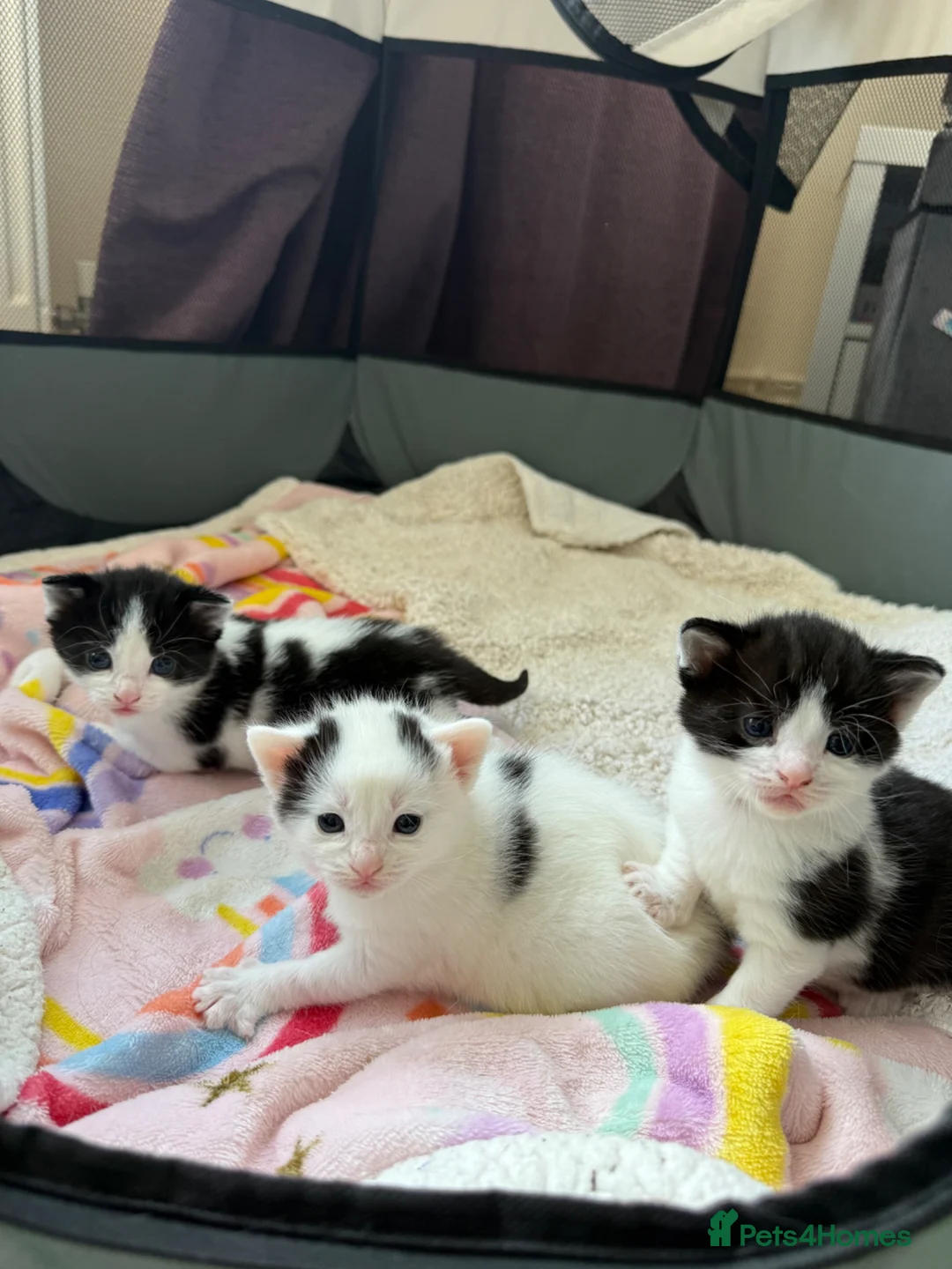 Mixed Breed cats for sale: Kittens for sale in Beccles - Advert 1