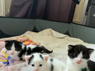 Mixed Breed cats Kittens for sale - Advert 14