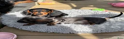 Miniature Dachshund dogs for sale: Puppy for Sale Outstanding KC Male Mini Dachshund  - Advert 12