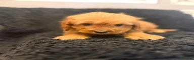 Cockapoo 4