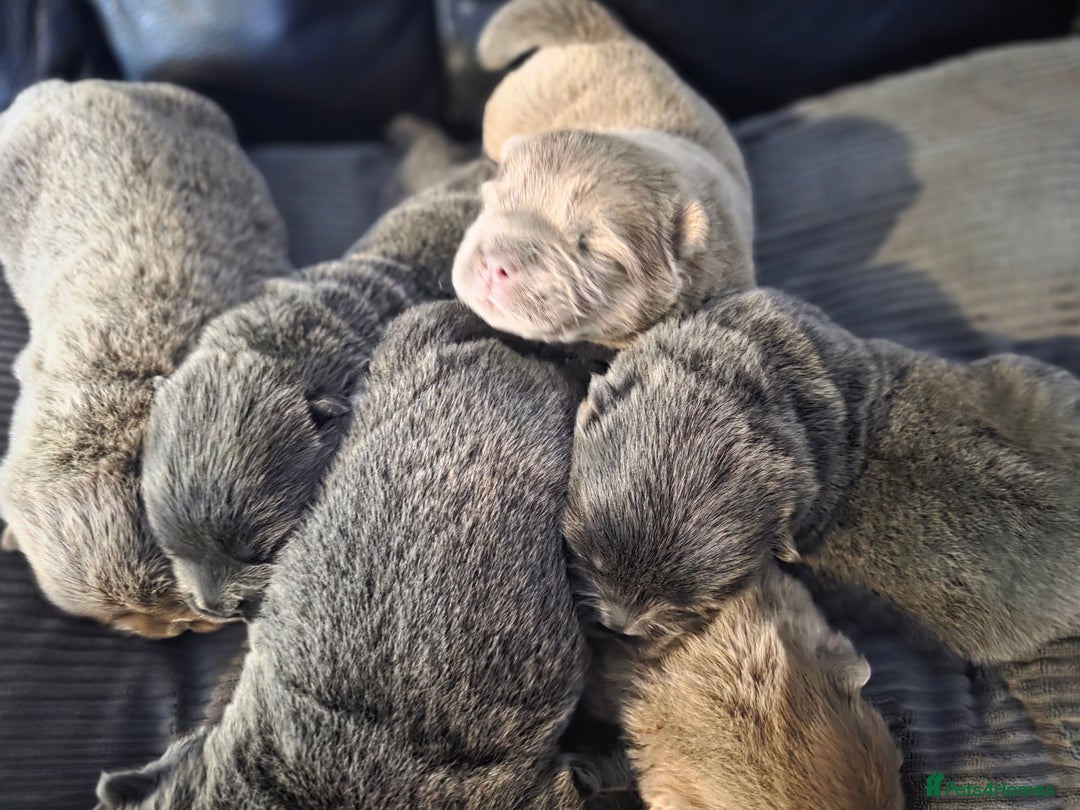 Chow Chow dogs for sale: Quality KC Chow Chow Puppies🏆 - Image 3