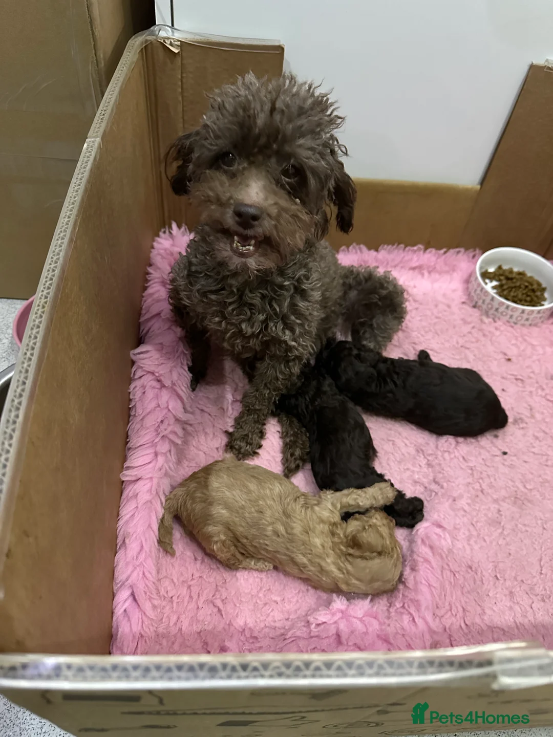 Toy Poodle dogs for sale: Toy  poodle puppies - Advert 2