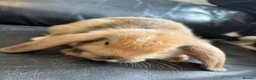 Mini Lop rabbits for sale: Beautiful pure breed mini lops😍 - Advert 8