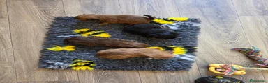 Shih Tzu 1