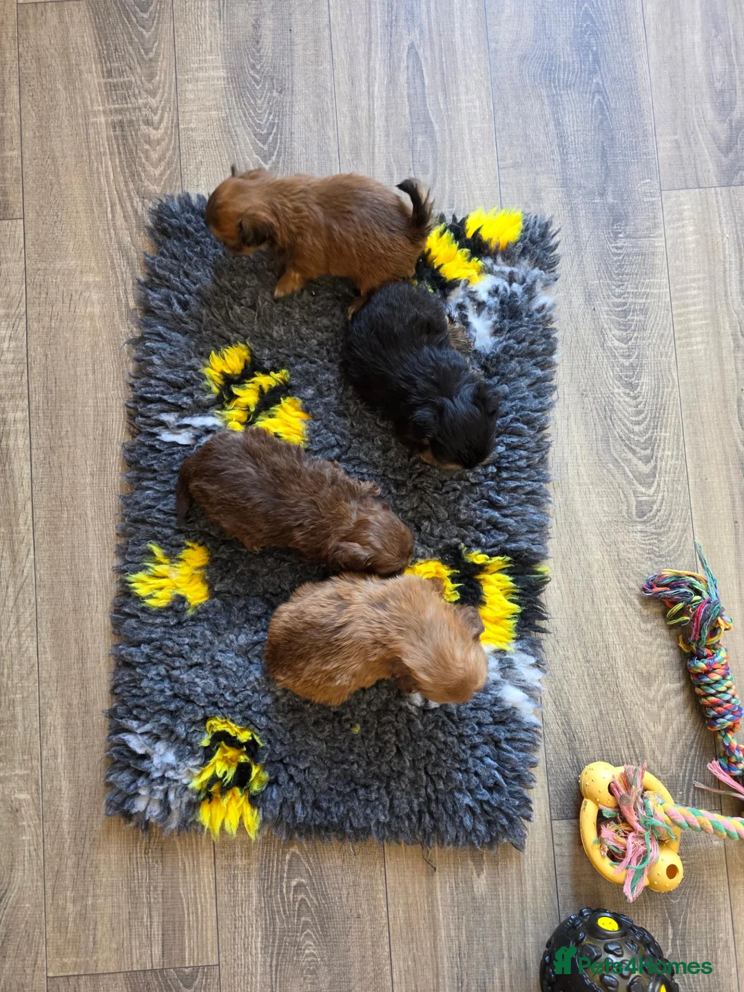 Shih Tzu dogs for sale: Stunning Imperial Shih tzu puppies KC - Advert 4