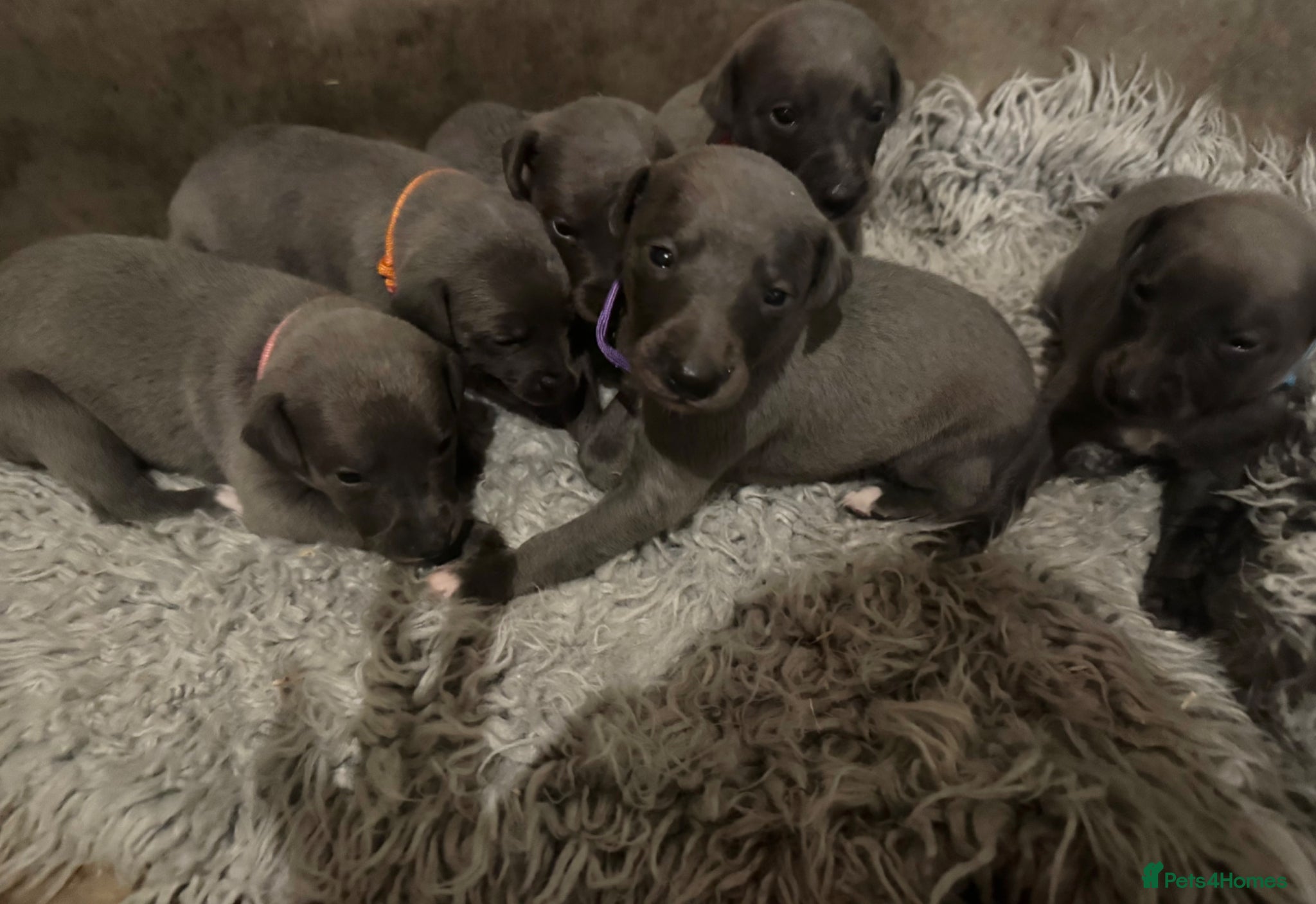 Whippet dogs for sale: 💙 Stunning KC Registered Blue Whippet Puppies  - Advert 5
