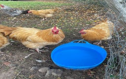 Chickens poultry for sale: Pure Buff Orpington Cockerels  - Image 5
