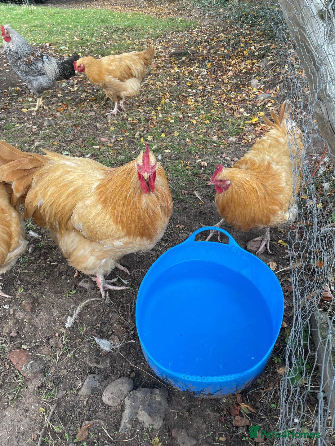 Chickens poultry for sale: Pure Buff Orpington Cockerels  - Image 5