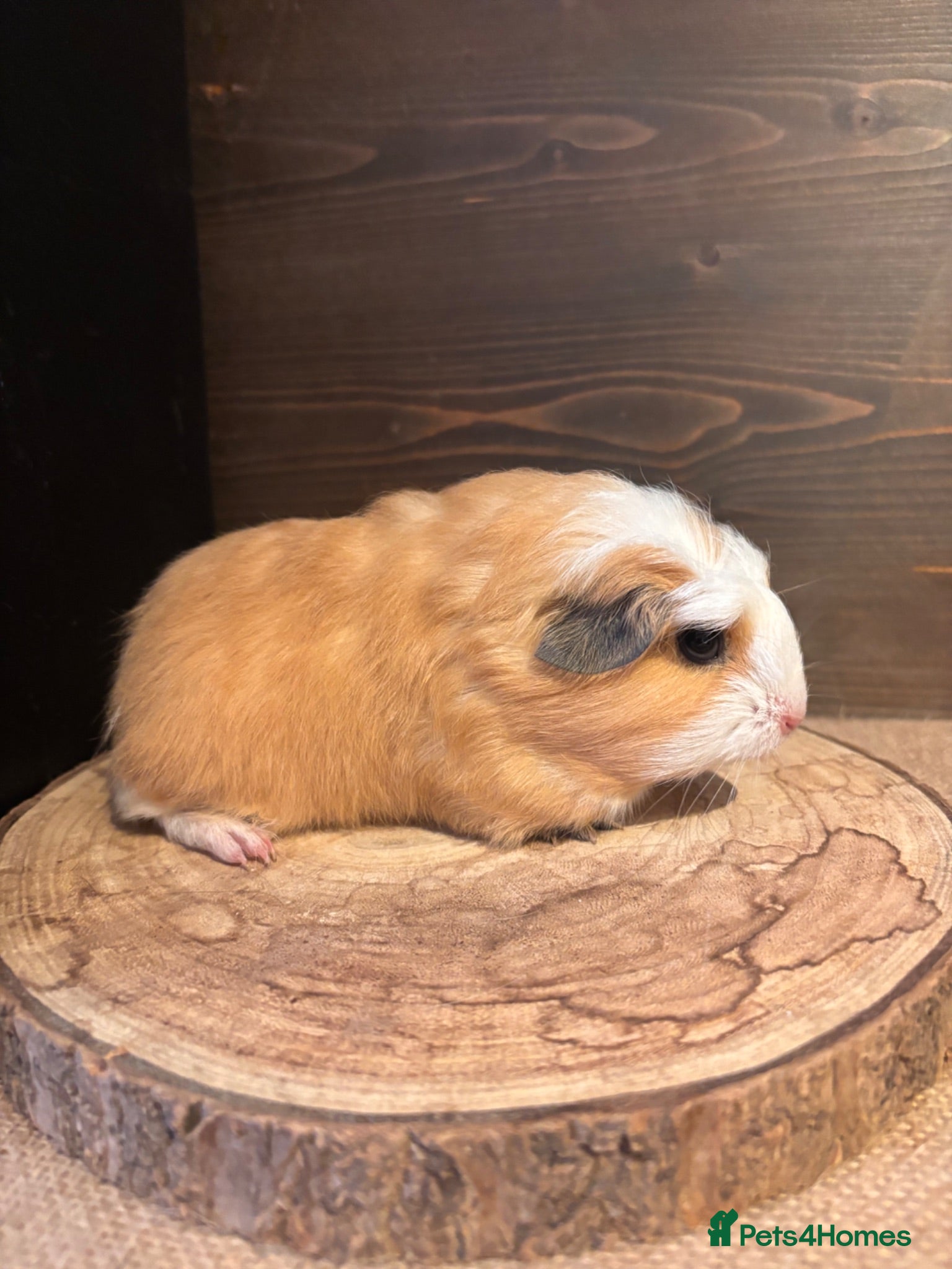 Guinea Pig rodents Merino, texel and coronet guinea pigs  - Advert 22