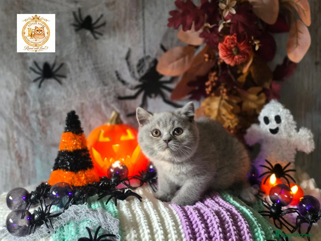 British Shorthair cats for sale: 👑🤎 EXQUISITE BRITISH SHORTHAIR TORTIE PRINCESS  - Advert 6
