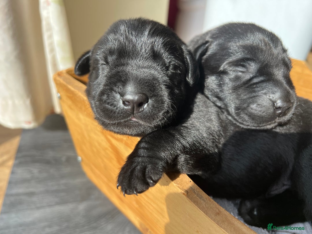 Labrador Retriever dogs for sale: KC DNA TESTED STUNNING ROBUST PUPPIES - Image 5