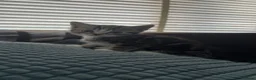 Mixed Breed cats for sale: 2 gorgeous male kittens  - Advert 5