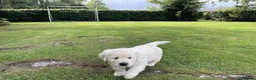 Golden Retriever dogs for sale: Beautiful litter of golden retriever  - Advert 6