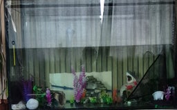 Axolotl reptiles for sale: 2 axolotl plus tank - Image 1