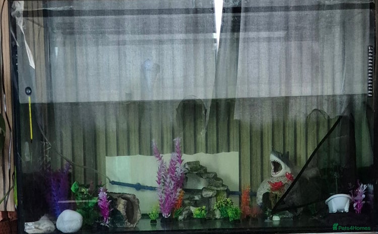 Axolotl reptiles - Advert 2
