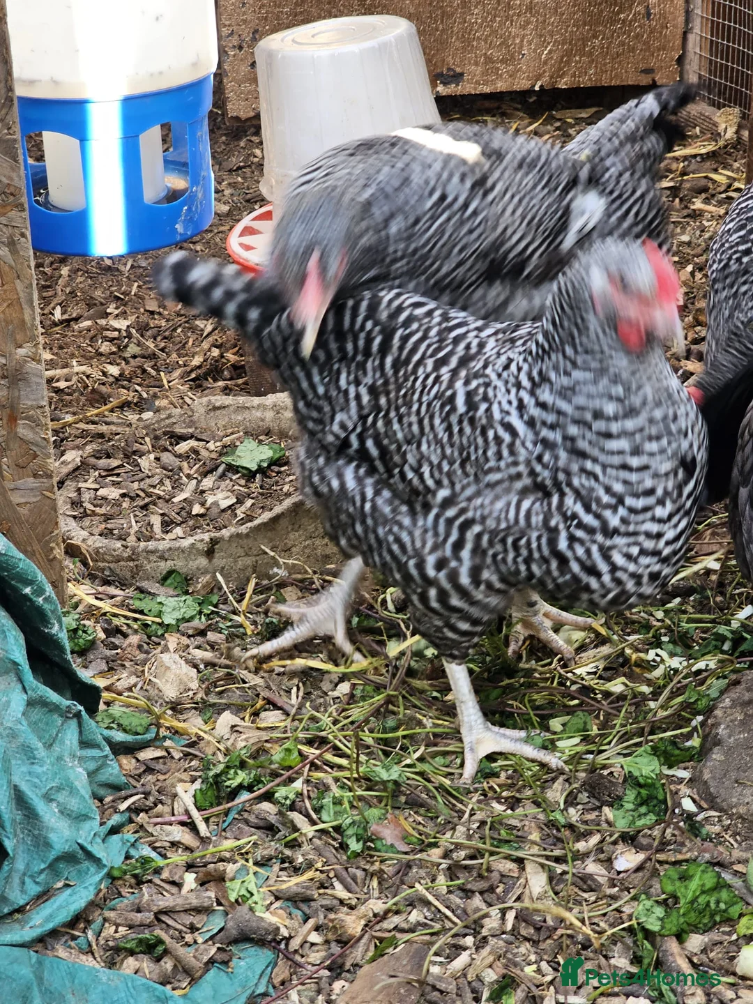 Chickens poultry for sale: Plymouth Rock hens  - Advert 2