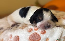 Cocker Spaniel dogs for sale: Stunning 5 Star KC  Show Cocker Spaniels - Image 7