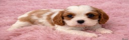 Cavalier King Charles Spaniel dogs for sale: KC Beautiful Cavaliers Health Tested Parents - Advert 3