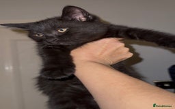 British Shorthair cats for sale: British Shorthair mix kitten needs a loving Rehome - Image 2