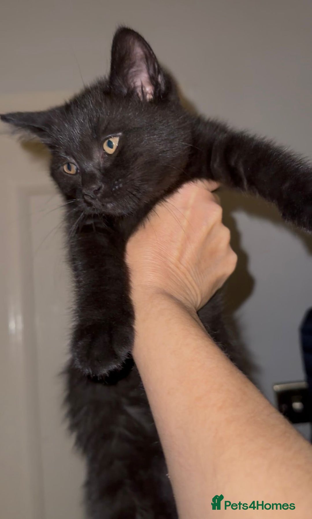 British Shorthair cats for sale: British Shorthair mix kitten needs a loving Rehome - Image 2