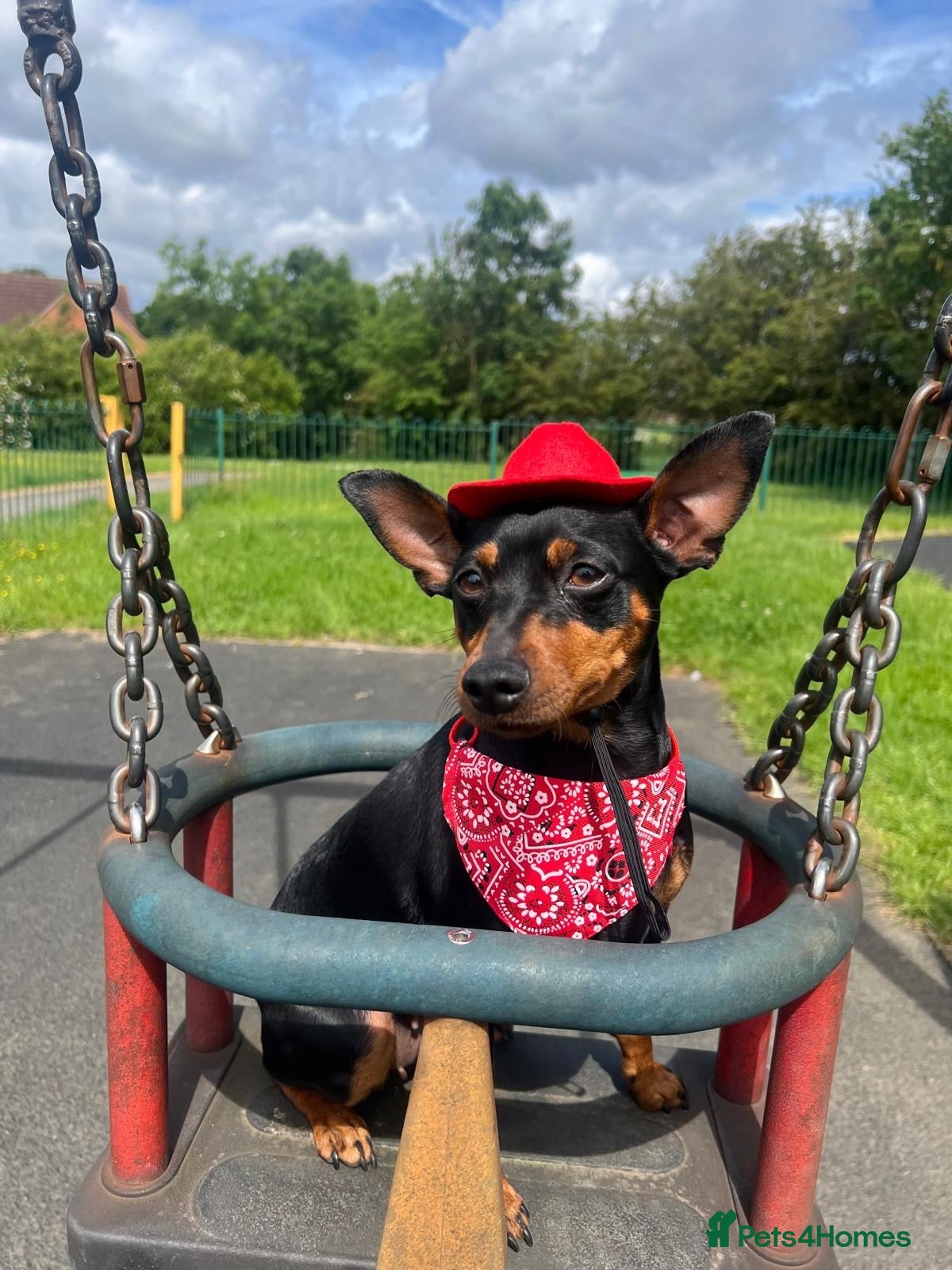 Miniature Pinscher dogs for sale:  Beautiful Purebred Miniature Pinscher Puppies  - Advert 1