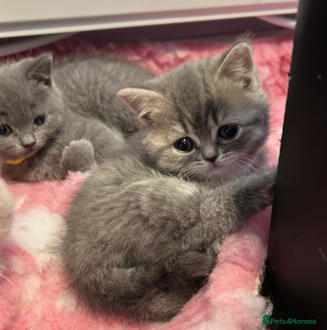 British Shorthair cats for sale: Beautiful British Shorthair kittens  - Advert 10