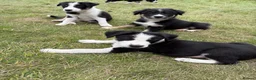 Border Collie dogs for sale: Border Collie puppies  - Advert 3