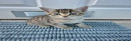 British Shorthair cats for sale: 3 beautiful kittens - Advert 3