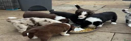 Border Collie dogs for sale: Beautiful Border Collie Puppies Available For Sale in Reading - Advert 17