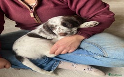 Cocker Spaniel dogs for sale: Last boy left!! - Image 4