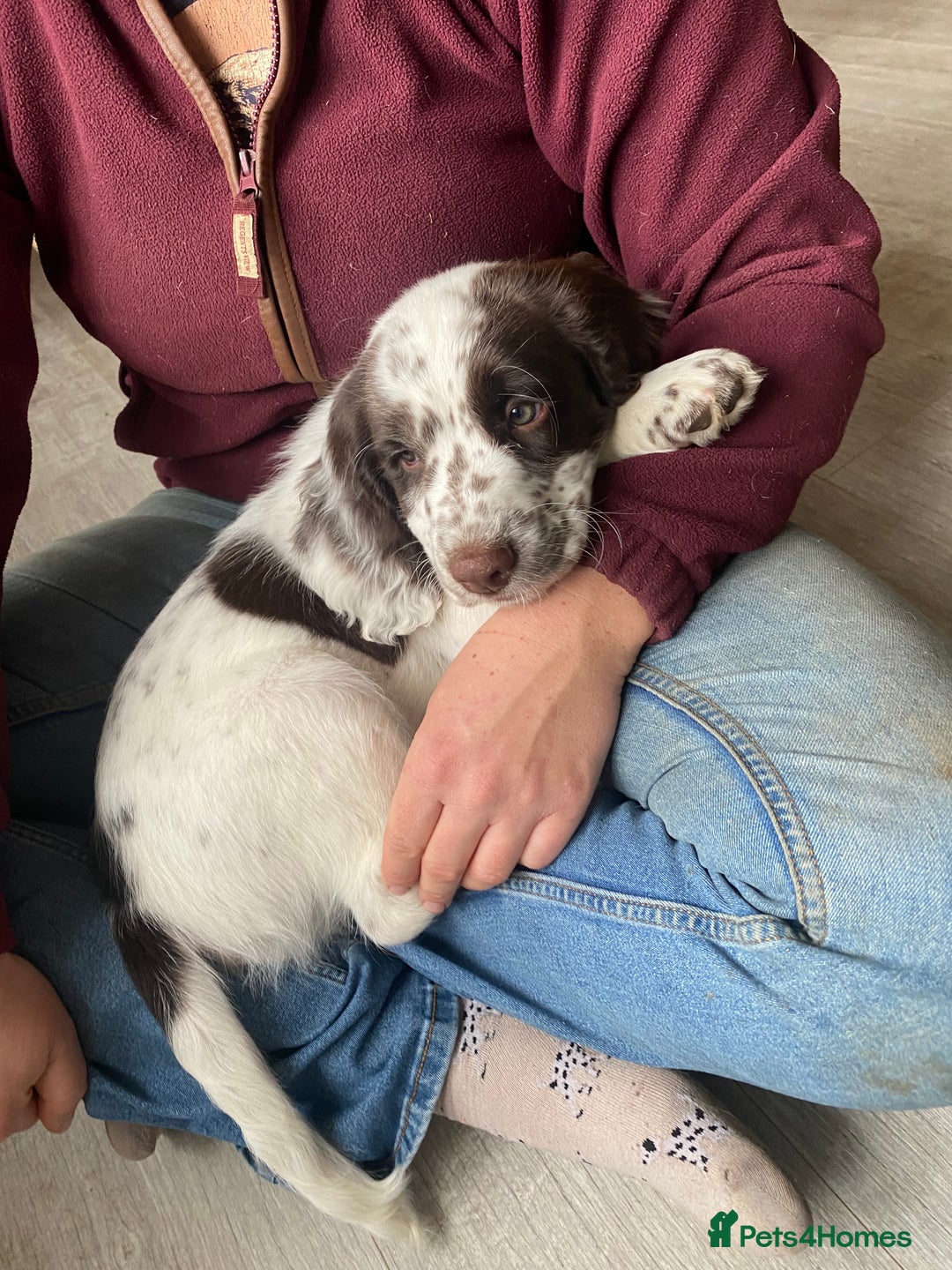 Cocker Spaniel dogs for sale: Last boy left!! - Image 4